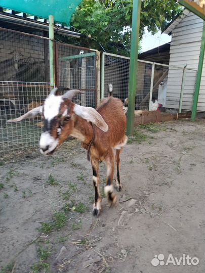 Коза с козлятами