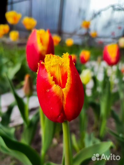 Тюльпаны на срез