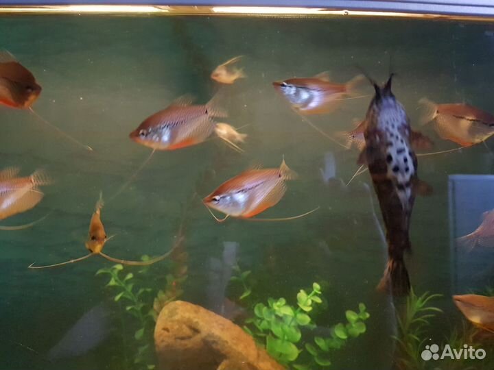 Гурами жечужный