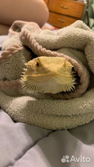 Герпетолог консультация/выезд на дом/передержка