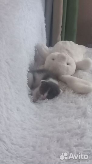 Отдам котенка в добрые руки