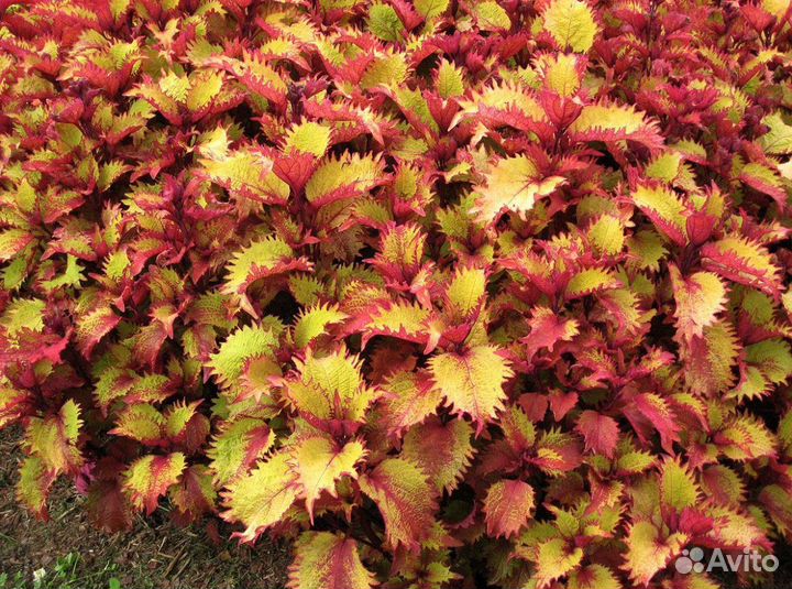 Колеус Ханна