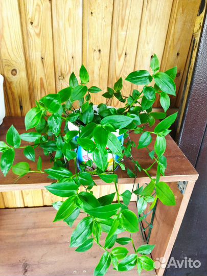 Традесканции разных сортов