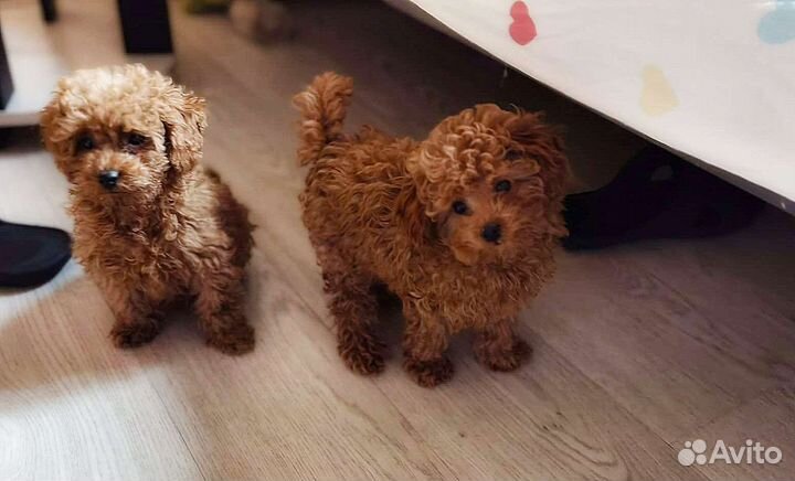 Красивые няшечки мальтипу f2 mini