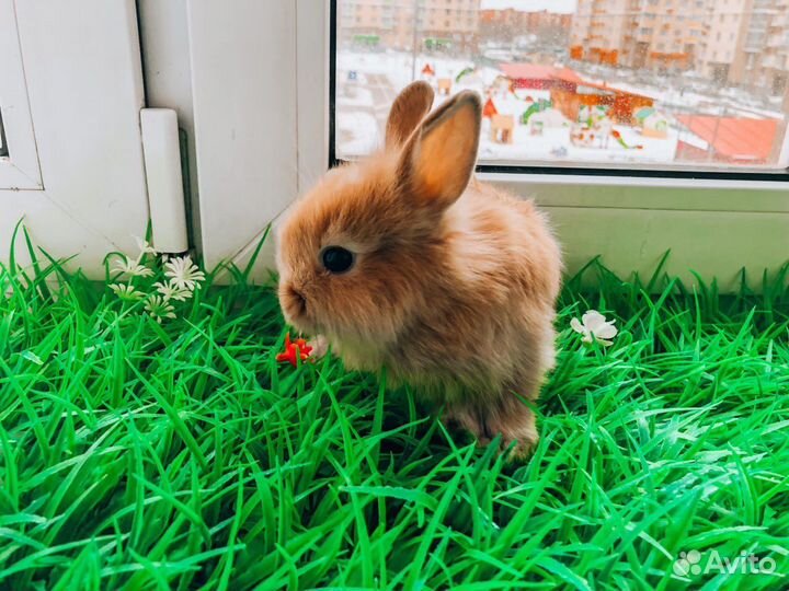 Мини карликовый кролик
