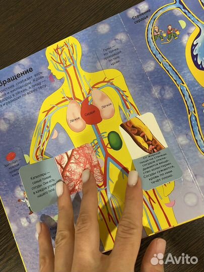 Книга детская с окошками Тело человека