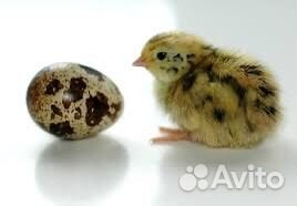 Перепела яйцо