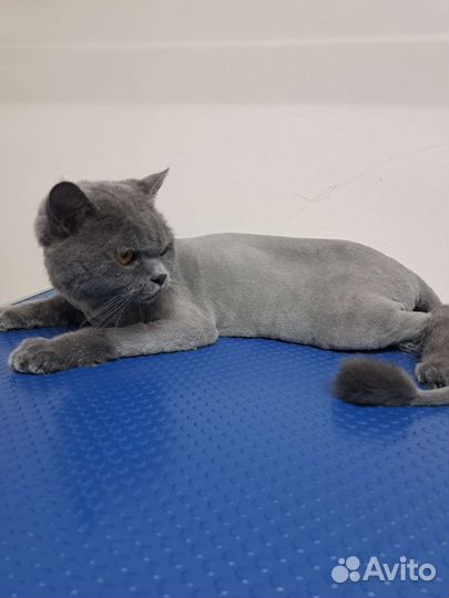 Стрижка собак и кошек