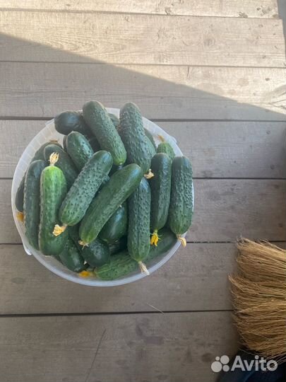 Огурцы свежие домашние