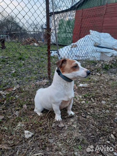 Джек Рассел терьер