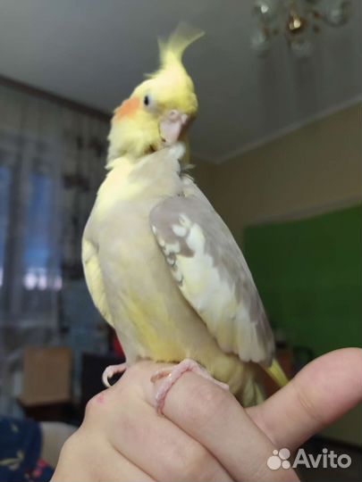 Взрослые кореллы