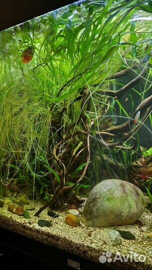 Аквариумные растения