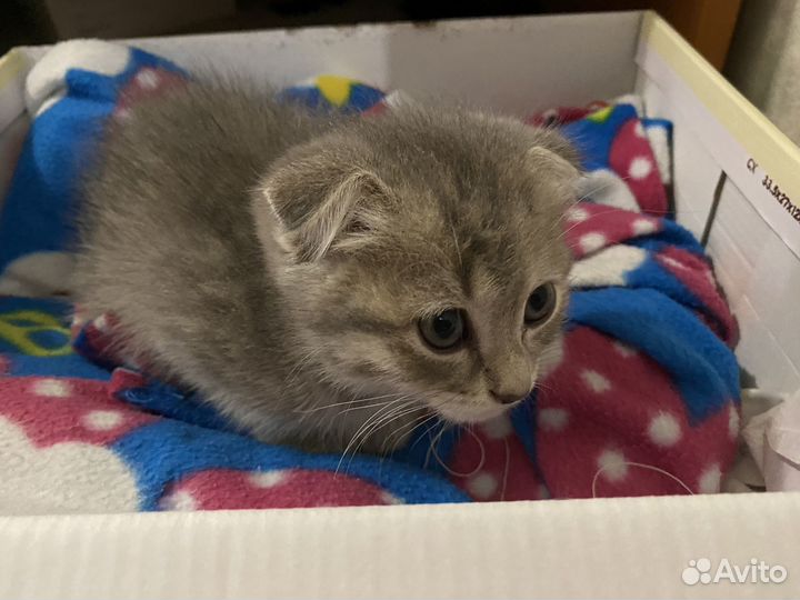 Кошка в дар бесплатно