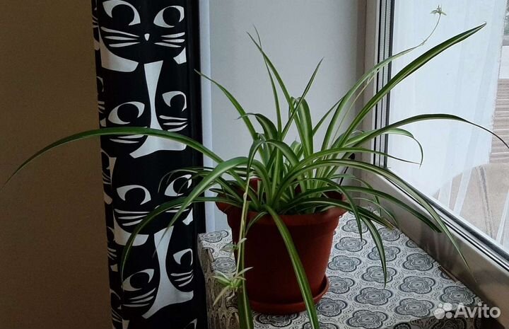 Хлорофитум