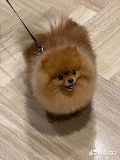 Выгул собак