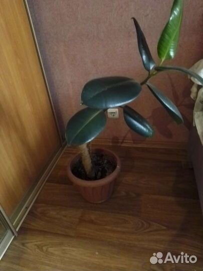 Комнатные цветы