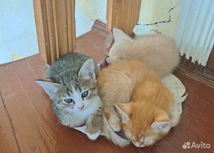 Котята в добрые руки