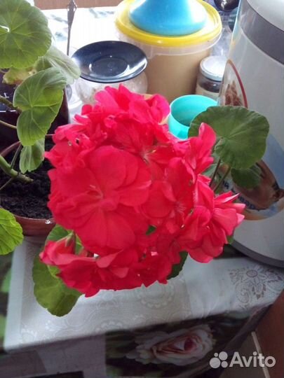 Герань (пеларгония), пеларгония королевская