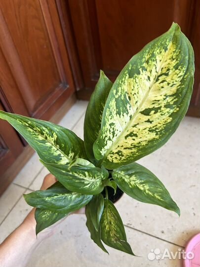 Диффенбахия и Драцена