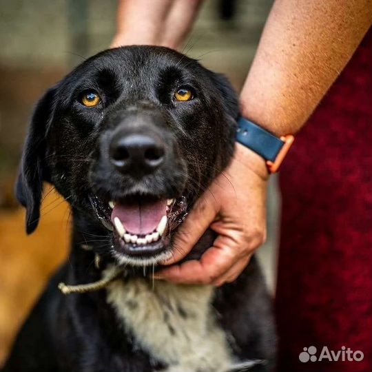 Собака в добрые руки