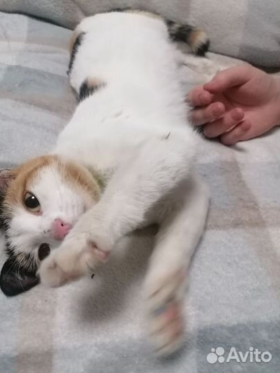 Отдам бесплатно кошку