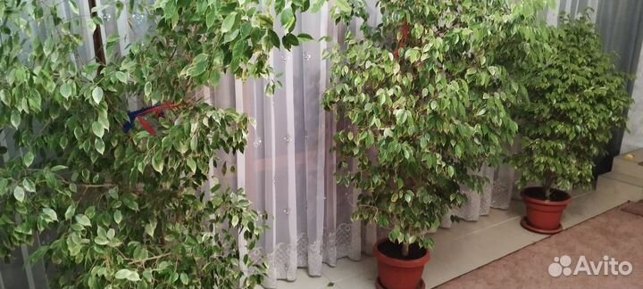 Комнатные цветы шефлера