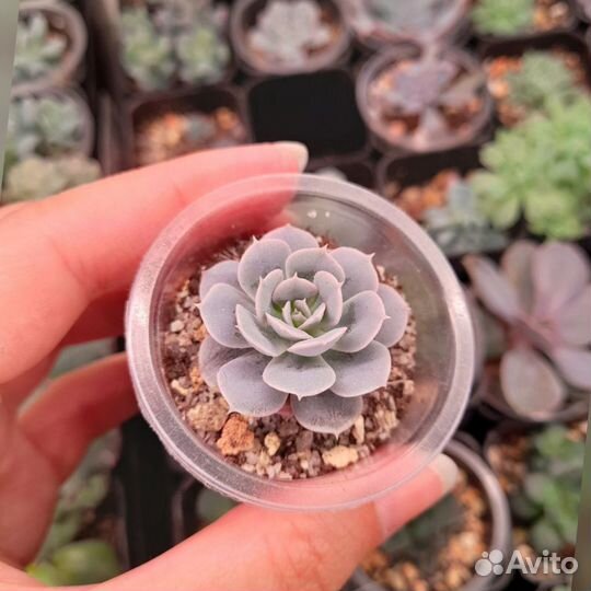 Разные суккуленты 3