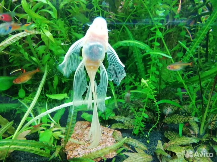 Сом вуалевый