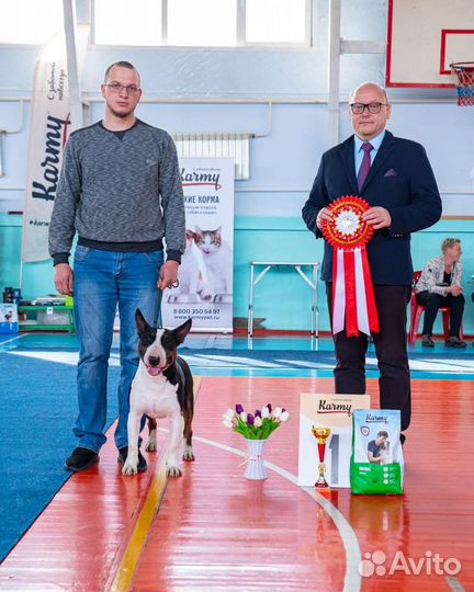 Вязка бультерьер стандартный