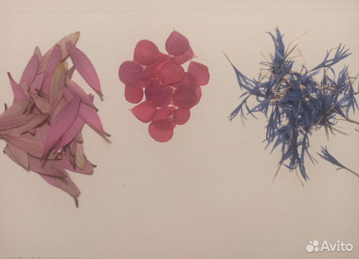 Сухоцветы гербарий