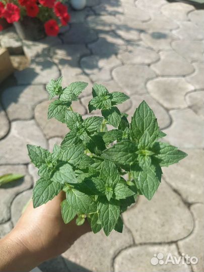 Мята, Мелисса