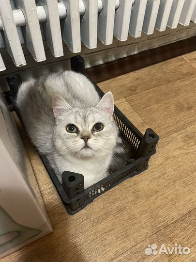 Шотланский котик