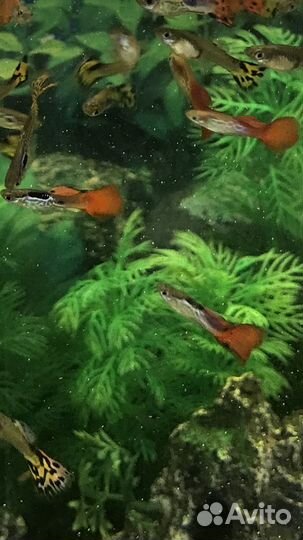 Рыбки гуппи