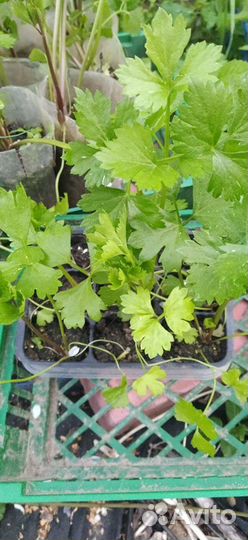 Рассада Томаты Кабачки Тыквы Зелень и другое
