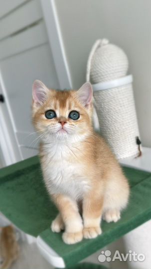 Британские котята золотая шиншилла