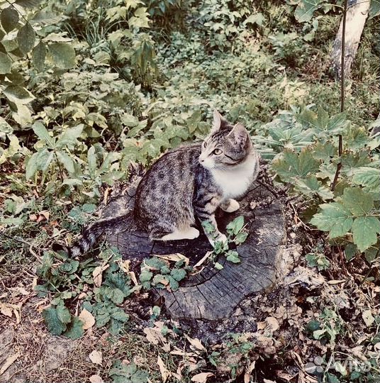 Помогите спасти малышку