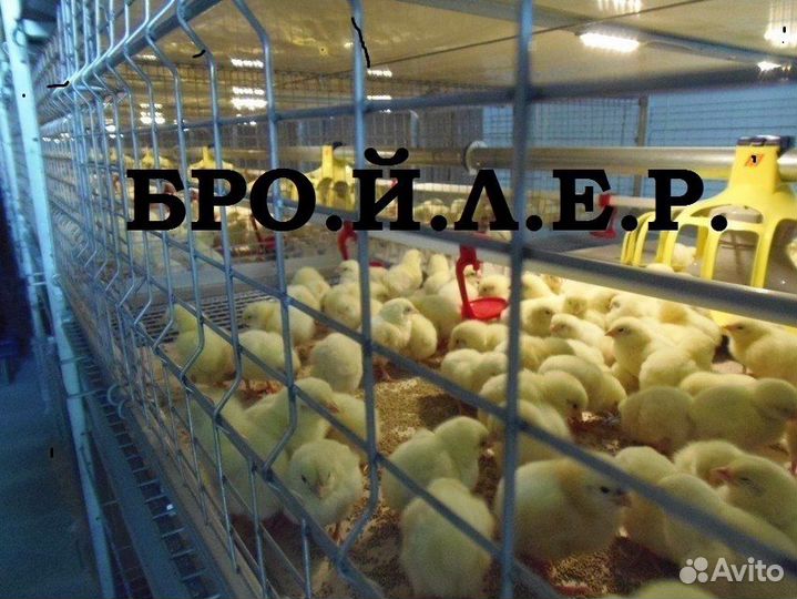 Бройлер несушка утята мулард гусь индюк бройлер ин