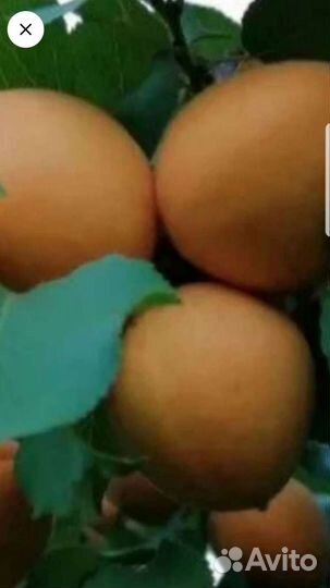 Клубника ремонтантная