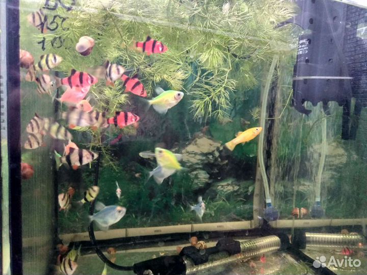 Аквариумные рыбки,данио, тернеции, и другие