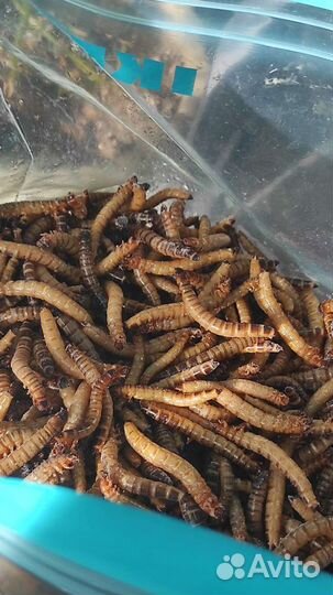 Зофобас, замороженный корм, личинки