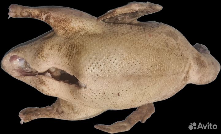 Утка-курица домашняя мясо