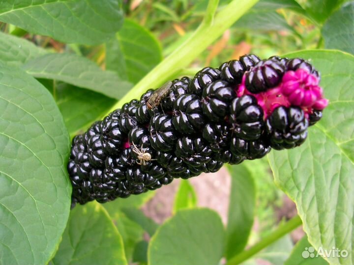 Лаконос для сада или фитолакки