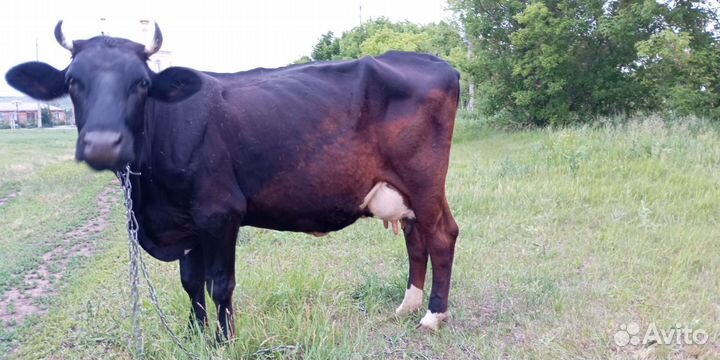 Корова дойная