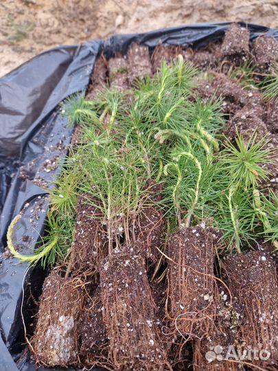 Сеянцы ели европейской зкс опт