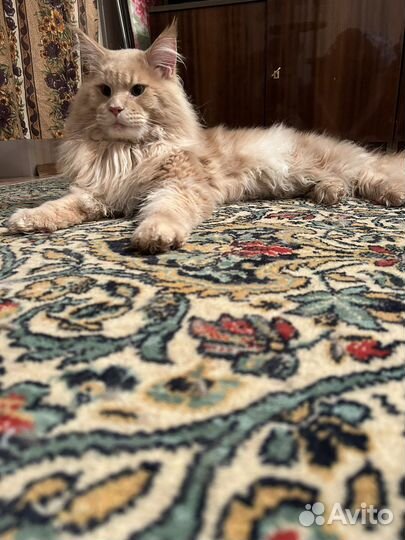 Мейн-кун вязка