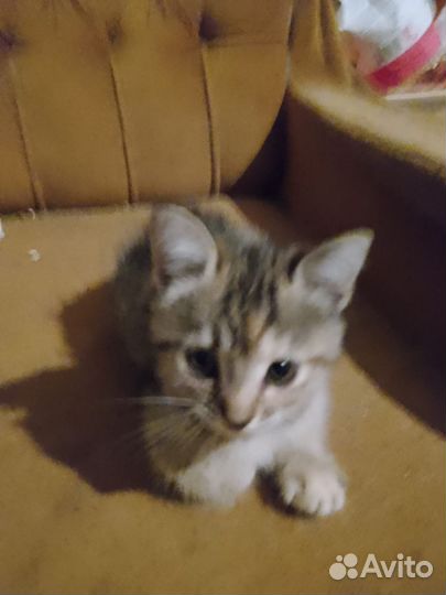 Котомалышня