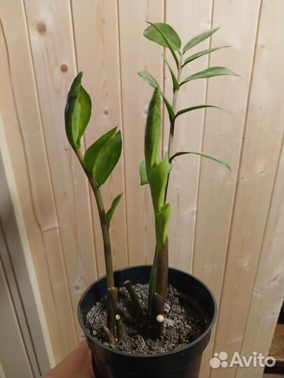 Замиокулькас