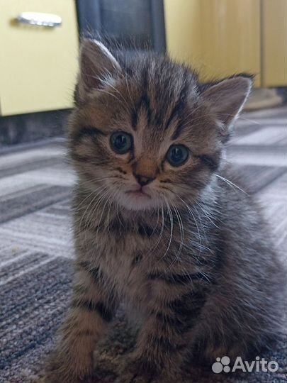 Красивые Бриташки