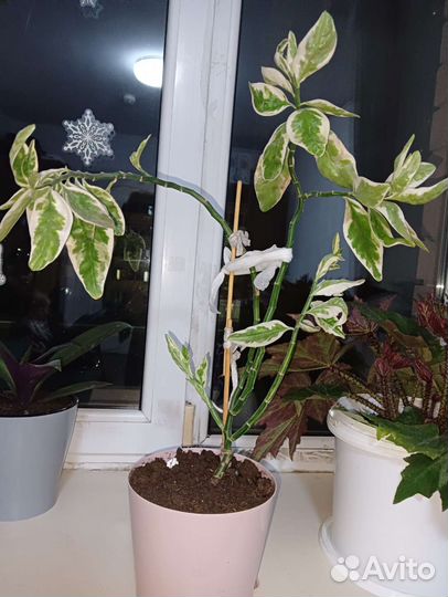 Продам цветы комнатные