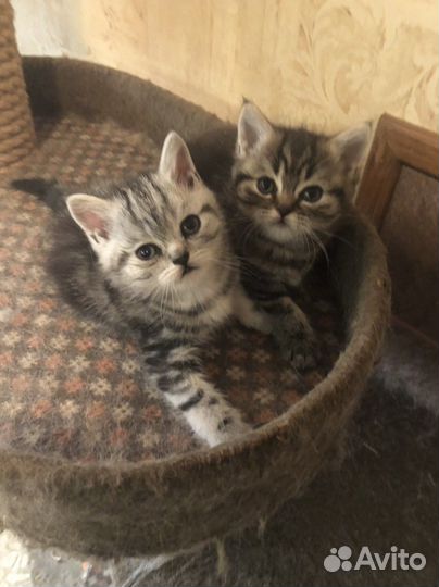 Британские котята